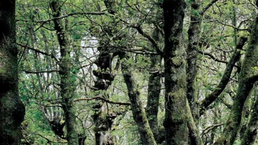 Un bosque con robles y castaños.