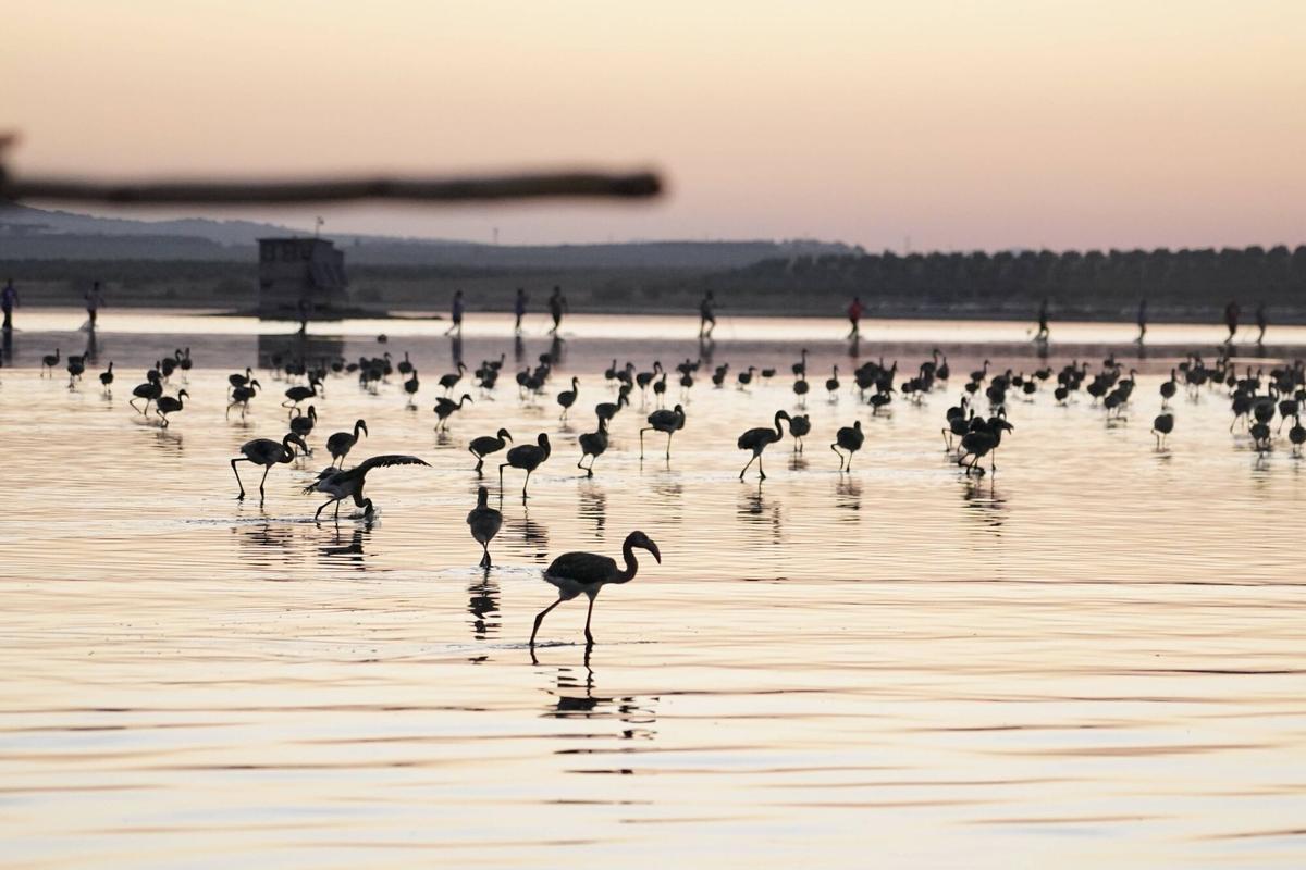 Mas de 400 voluntarios asisten al anillamiento de pollos de flamencos en la Laguna de Fuente de Piedra