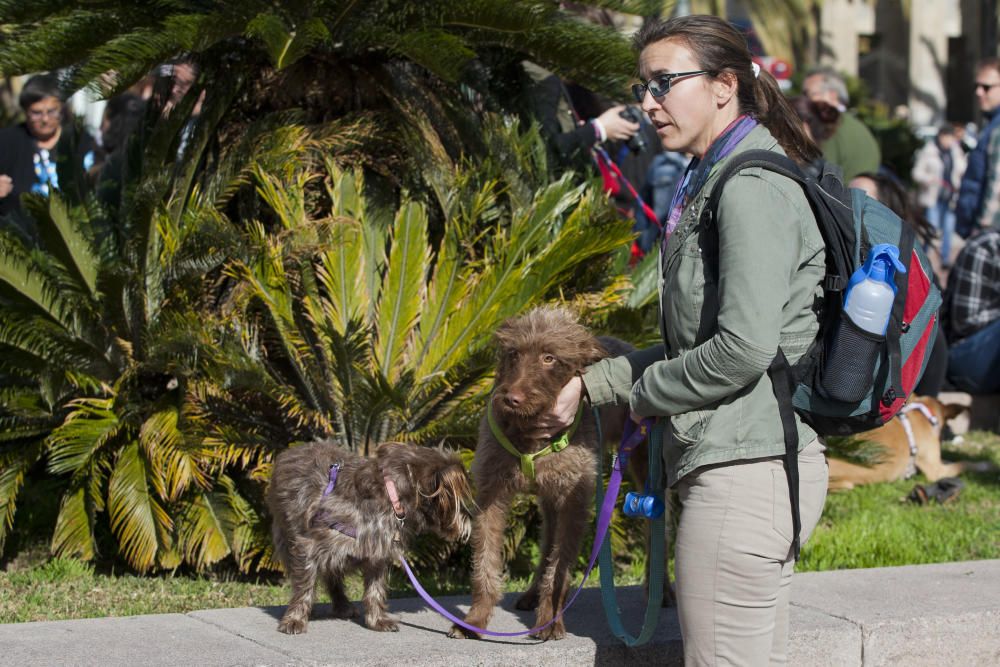 Decenas de malagueños acudieron ayer a la plaza de la Marina de la capital para protestar por los malos tratos que reciben los perros de caza.