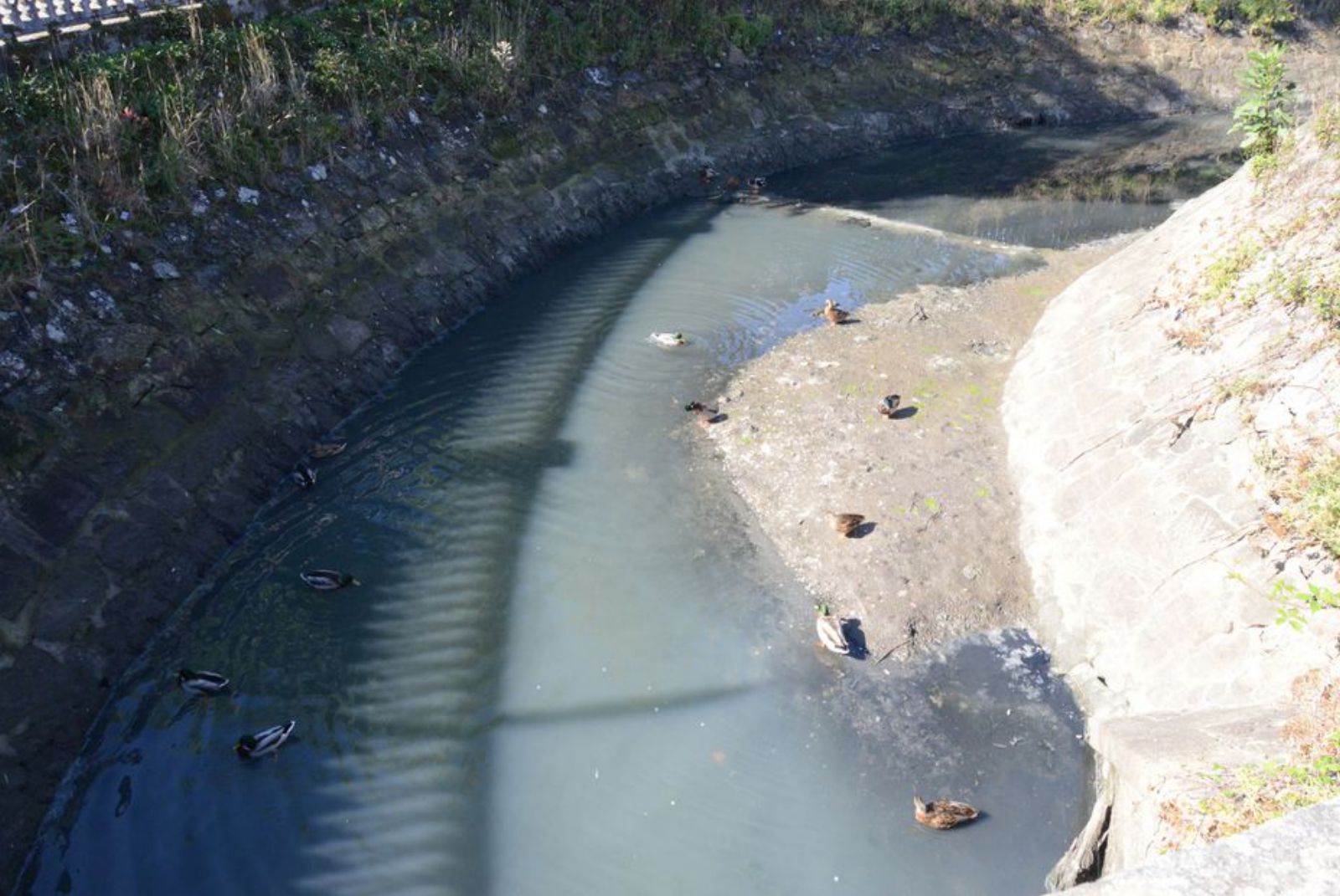 Patos, ayer, en el cauce del río que seguía con aguas muy turbias.