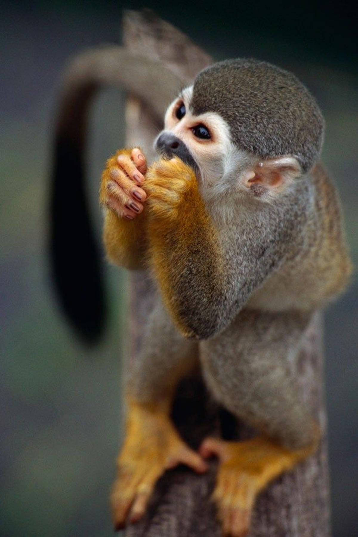 Saimiri, o mono ardilla, en la región brasileña del Amazonas.