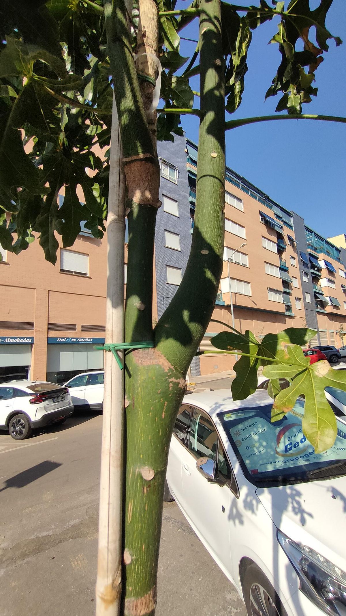 Un ejemplar en la calle Don Benito sujeto por gomas como denuncia Adenex.