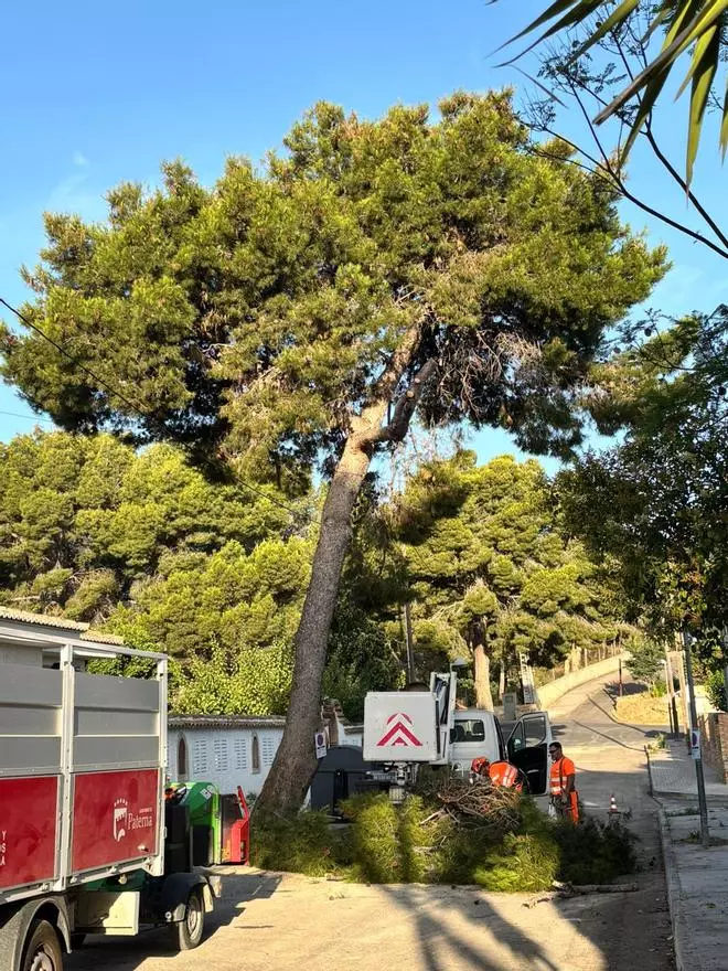 Denuncian nuevas talas de árboles en la Canyada por las obras de aceras en Paterna