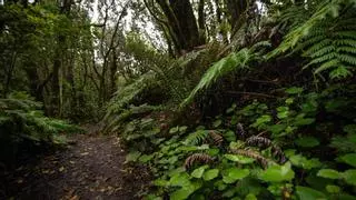 El nombre del mundo es Bosque