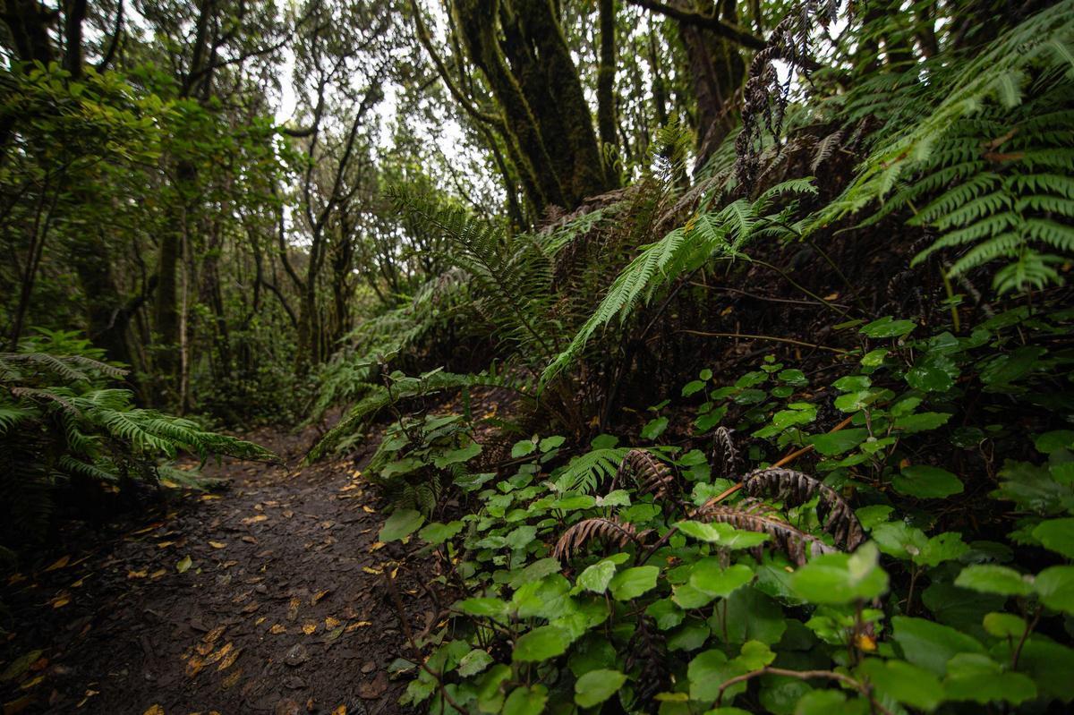 Bosque de laurisilva de Anaga.