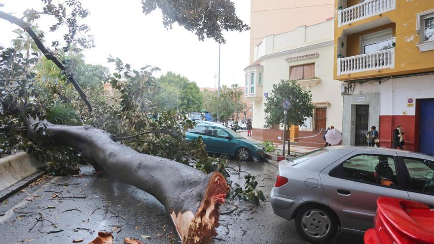 Imagen del árbol que fue derribado por el fuerte viento en la plaza del Hospital Civil.