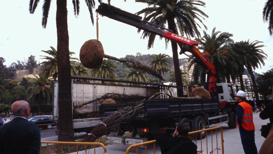 Los almencinos de Italia llegaron al Parque de Málaga en enero y febrero de 2007.