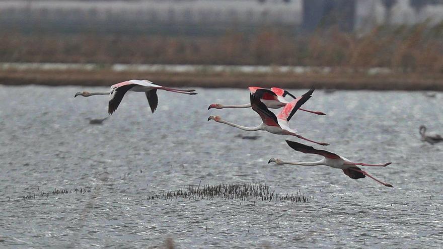 Levante-EMV analiza con políticos, empresarios y expertos la recuperación  de ecosistemas naturales