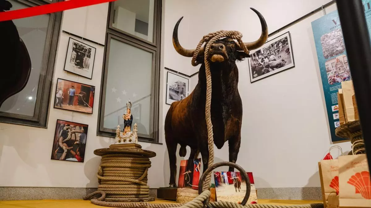 El Toro Enmaromado conquista Las Ventas en una exposición histórica para la fiesta de Benavente