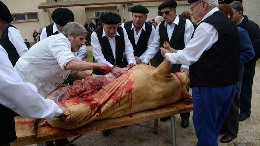 Un enorme gorrino fue sacrificado en la tradicional Festa da Matanza de Valga. // Noé Parga