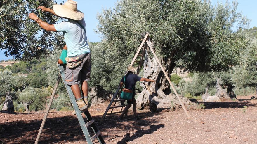 La cosecha de aceituna en Mallorca será menor por la sequía pero se pagará a mejor precio