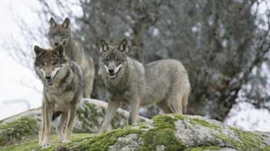 Rumania: ¿Otro gran paraíso natural?