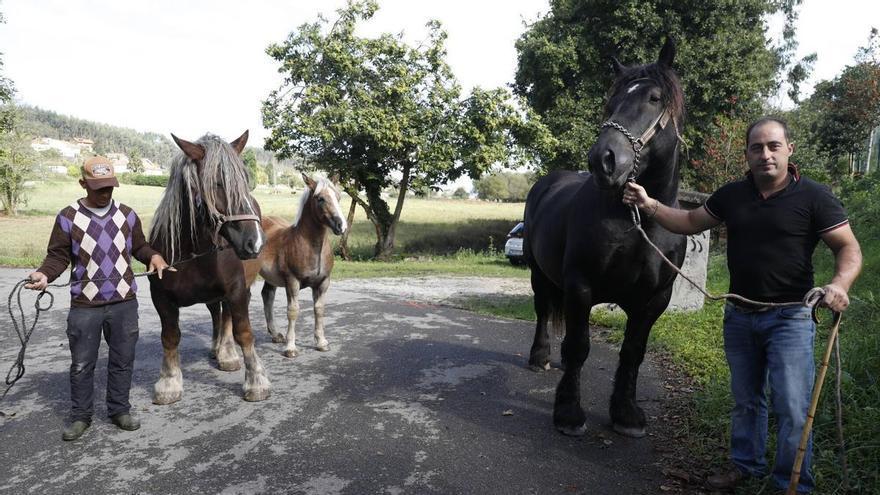 Una ganadería de Piedras Blancas cría caballos "de campeonato": "La clave es un trabajo de muchos años"