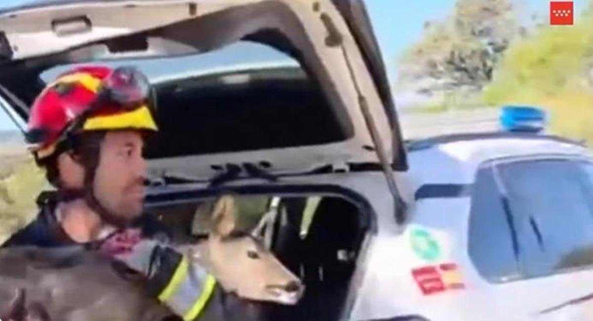 Rescatado un corzo que quedó atrapado en la valla de un chalet en Valdemorillo.