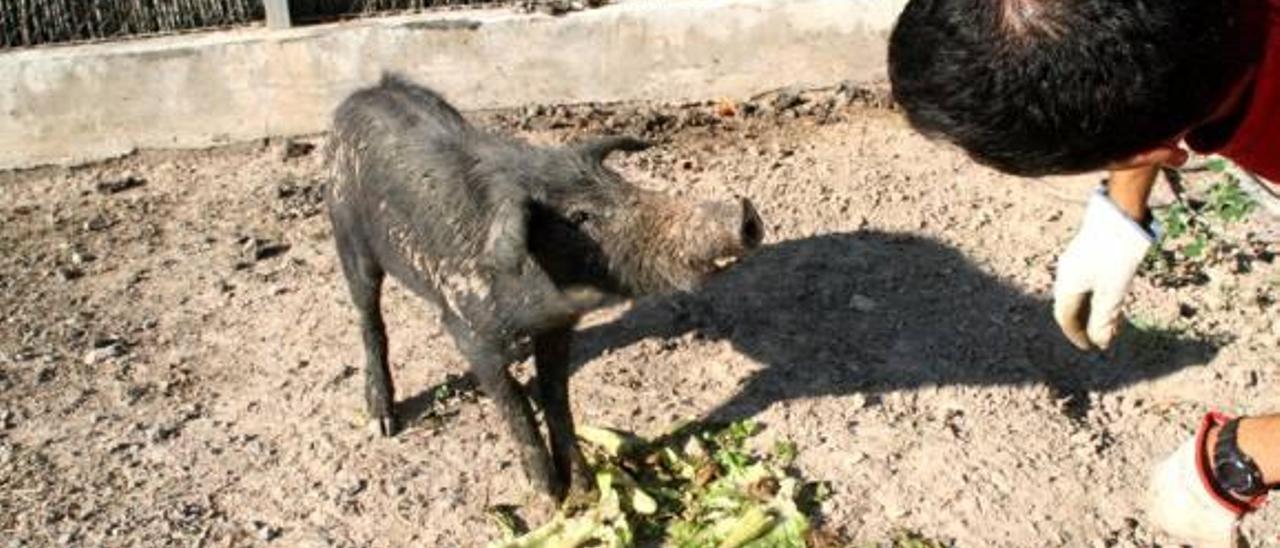 Una ejemplar de «cerdolí» capturado en la Font Roja de Alcoi y recogido en la Santa Faz.