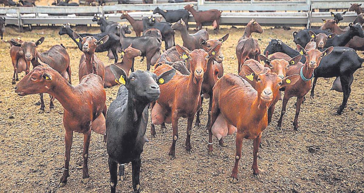 El bestiar cabrí també està amenaçat pel canvi climàtic