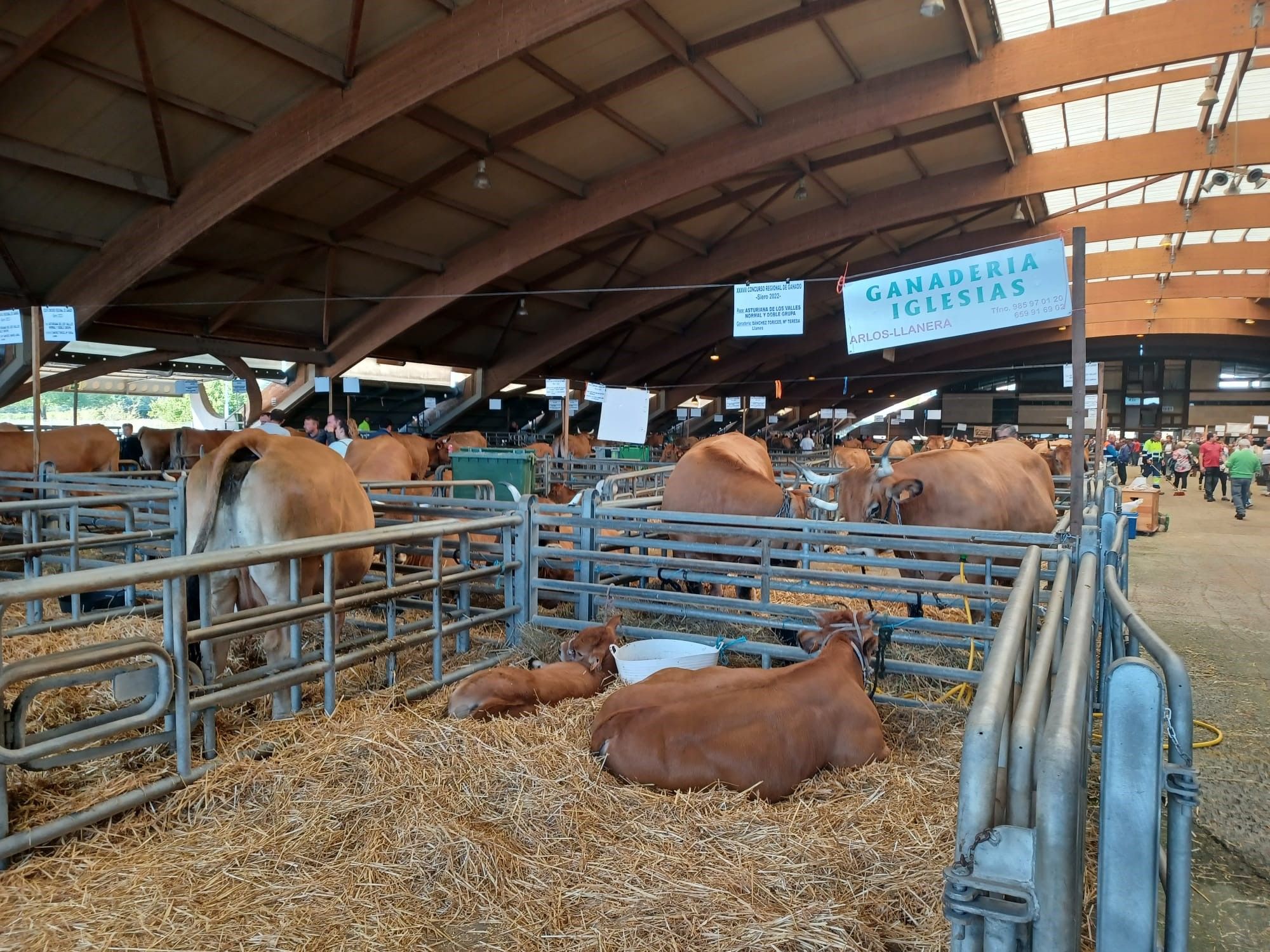 Agrosiero, así se celebra la gran fiesta del campo en la Pola