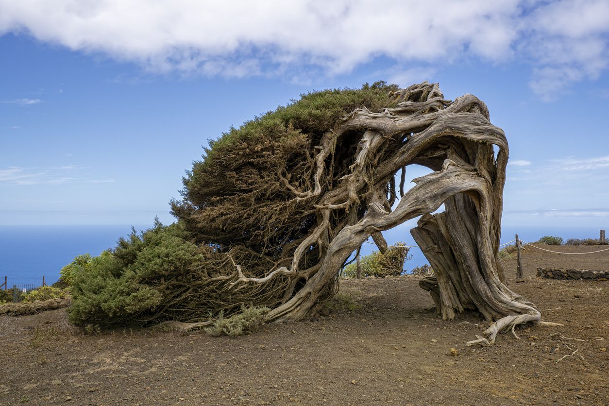 El Sabinar de la Dehesa en El Hierro