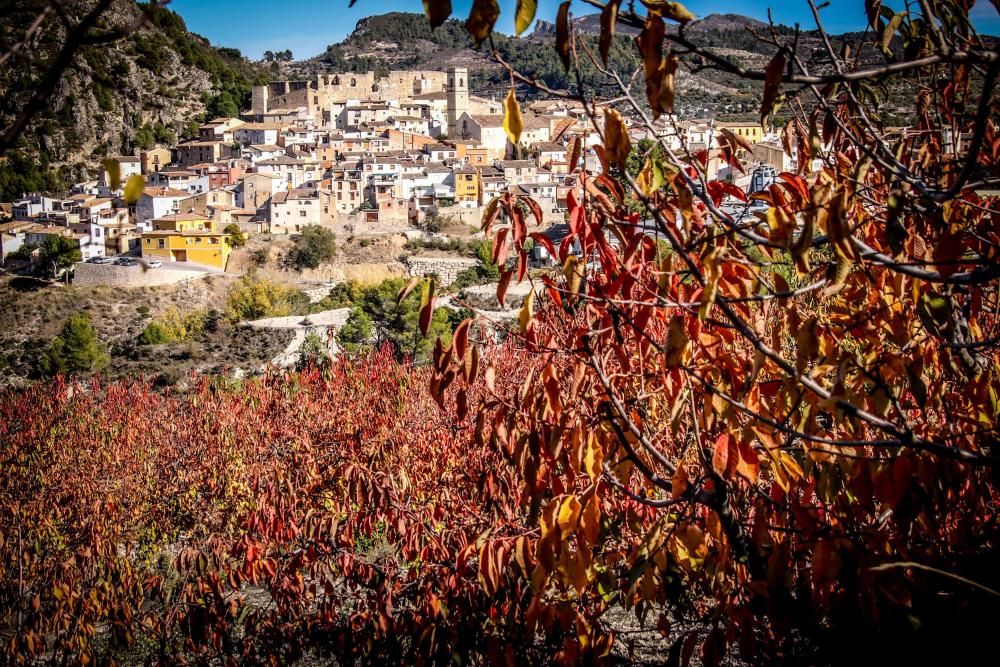 Los cerezos también se visten de rojo