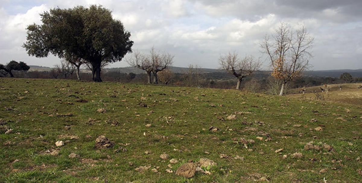 ¿Cómo afecta el antiparásito ivermectina a los escarabajos?