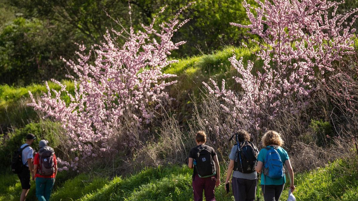 Almendros en flor en Tenerife