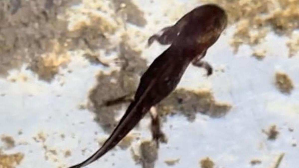 Una salamandra en procés de sortir de l'aigua