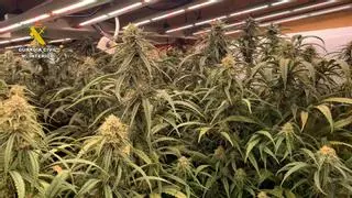 Dos detenidos en Herrera por un cultivo de más de 1.200 plantas de marihuana