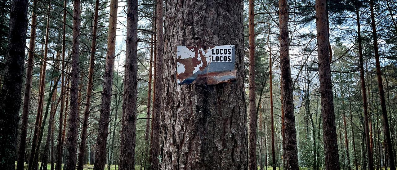 Bosque en Rascafría.