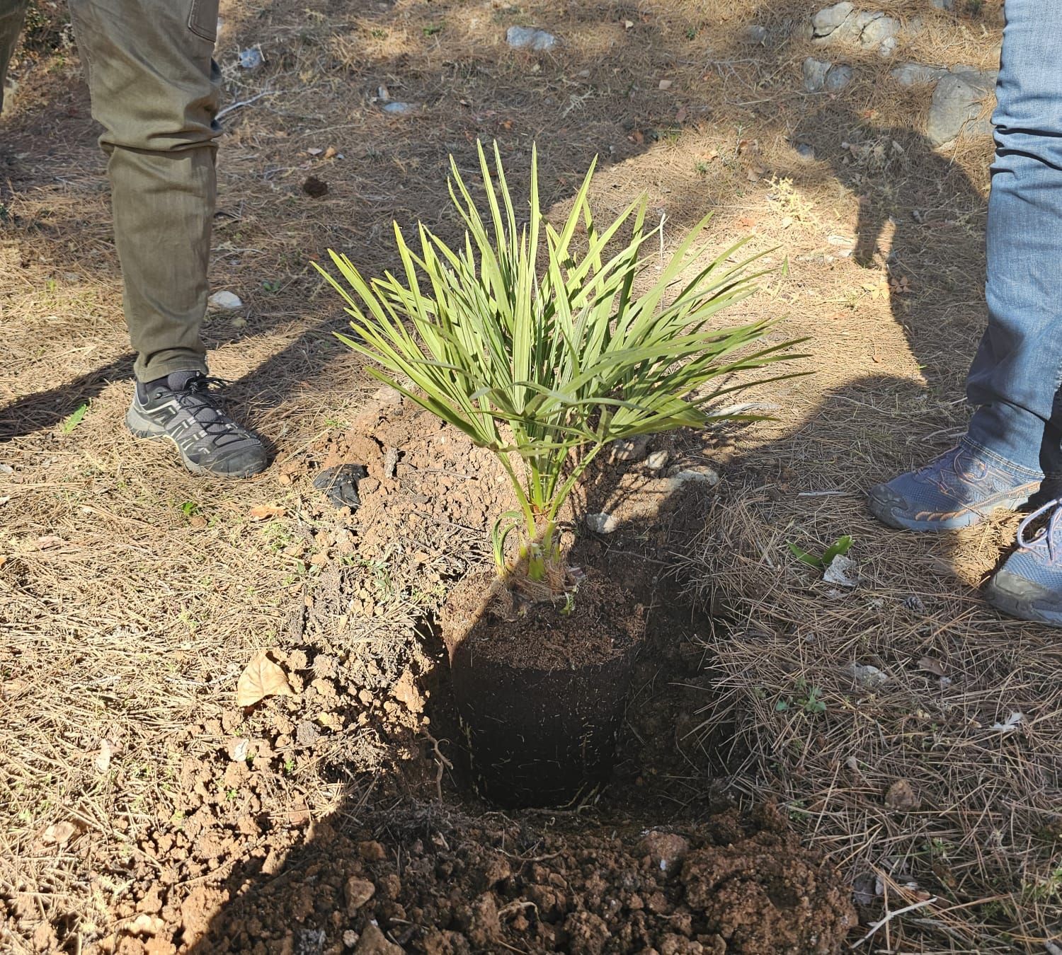 Alcalalí: la "llata", una tradición que trenza futuro