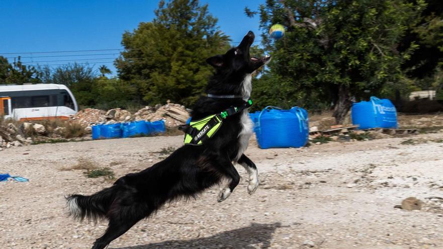 Senda, la perra de la Unidad Canina de los Bomberos de Alicante que encontró a una señora perdida de 86 años