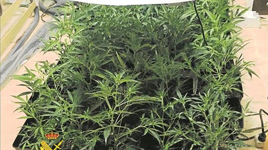 Hallan en Xilxes un cultivo de marihuana al ir a un desahucio