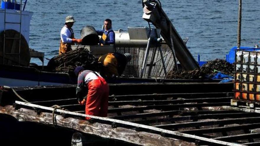 Trabajos de &quot;encordado&quot; de mejilla en una batea de la ría de Arousa.  //  Iñaki Abella