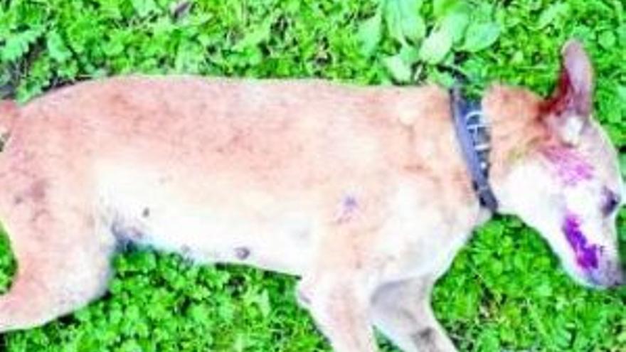 Muere abatida de un tiro una perra del alcalde de Alconchel