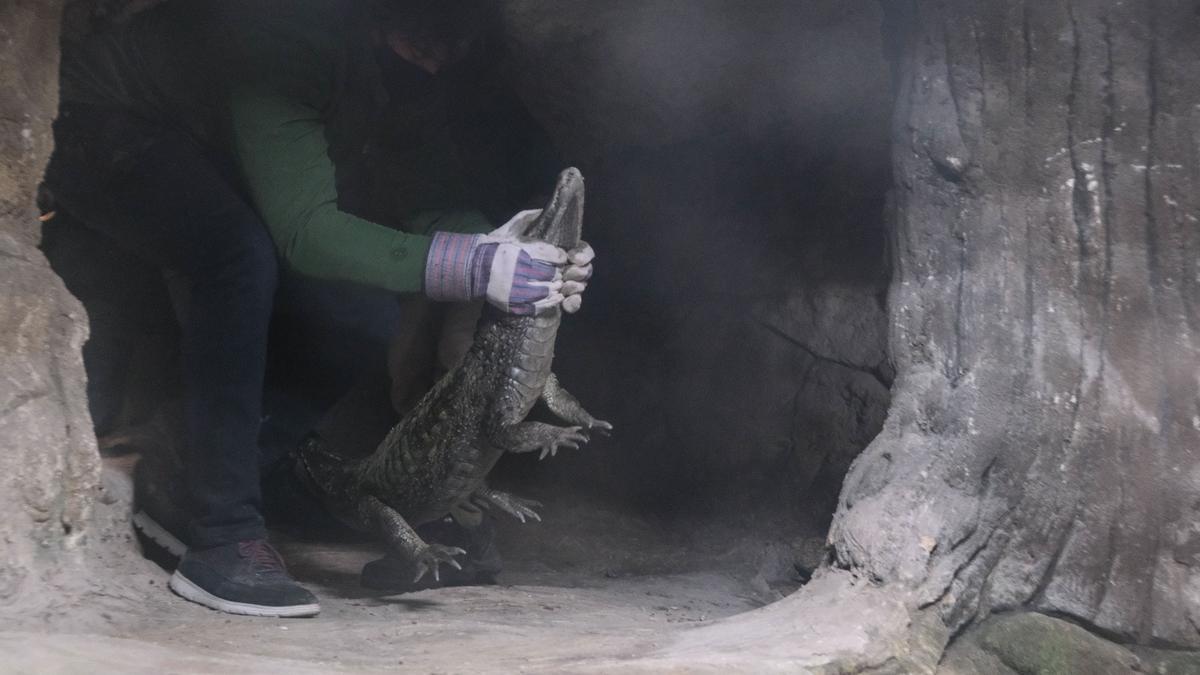 El caimán dispondrá de un hábitat adecuado en el Parque Zoológico Río Sarafi de Elche.