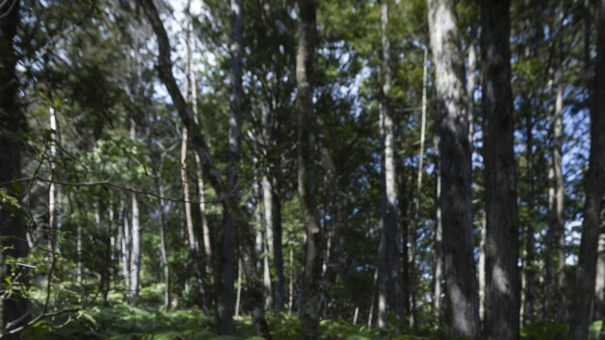 Los templos de Koyasan y el sagrado Camino de Kumano