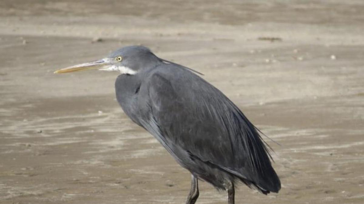 La garceta dimorfa, en las Salinas do Ulló de Vilaboa este fin de semana.