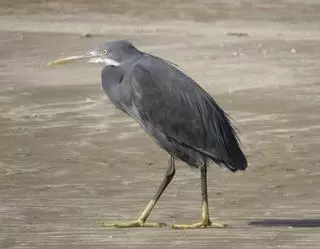 Una rareza en las Salinas de Ulló de Vilaboa: una garceta dimorfa