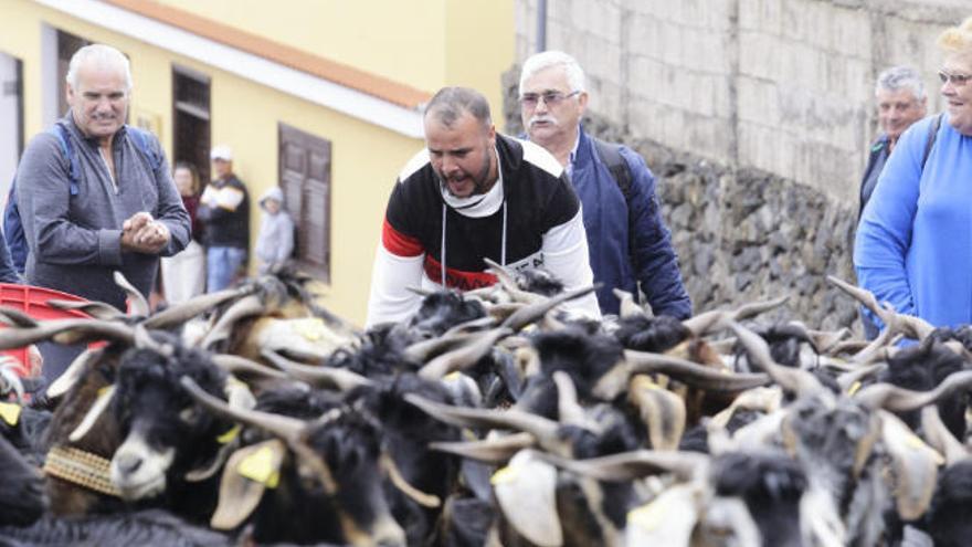 Un cabrero dirige un rebaño de cabras durante la Octava Ganadera de San Antonio, en La Matanza.