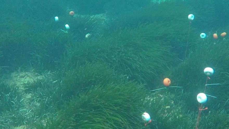 Detalle de una de las parcelas en las que se realiza el seguimiento de la posidonia.