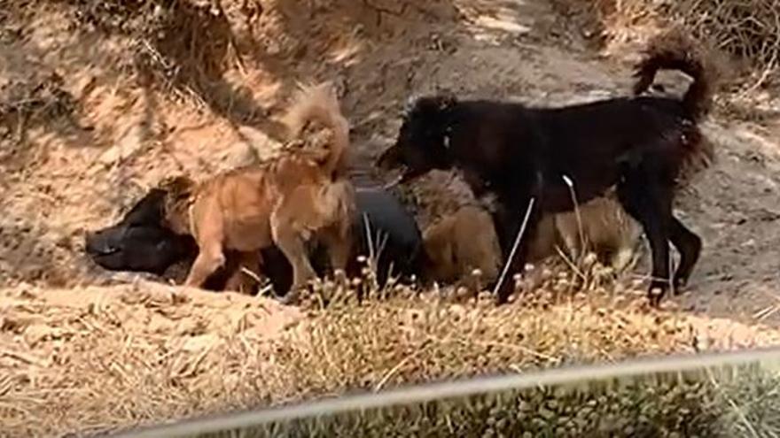 Varios canes atacan a un jabalí