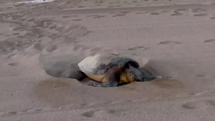 Vídeo | Una tortuga babaua pon un centenar d'ous a Sant Feliu de Guíxols