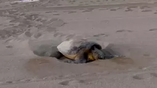Una tortuga babaua pon un centenar d'ous a Sant Feliu de Guíxols