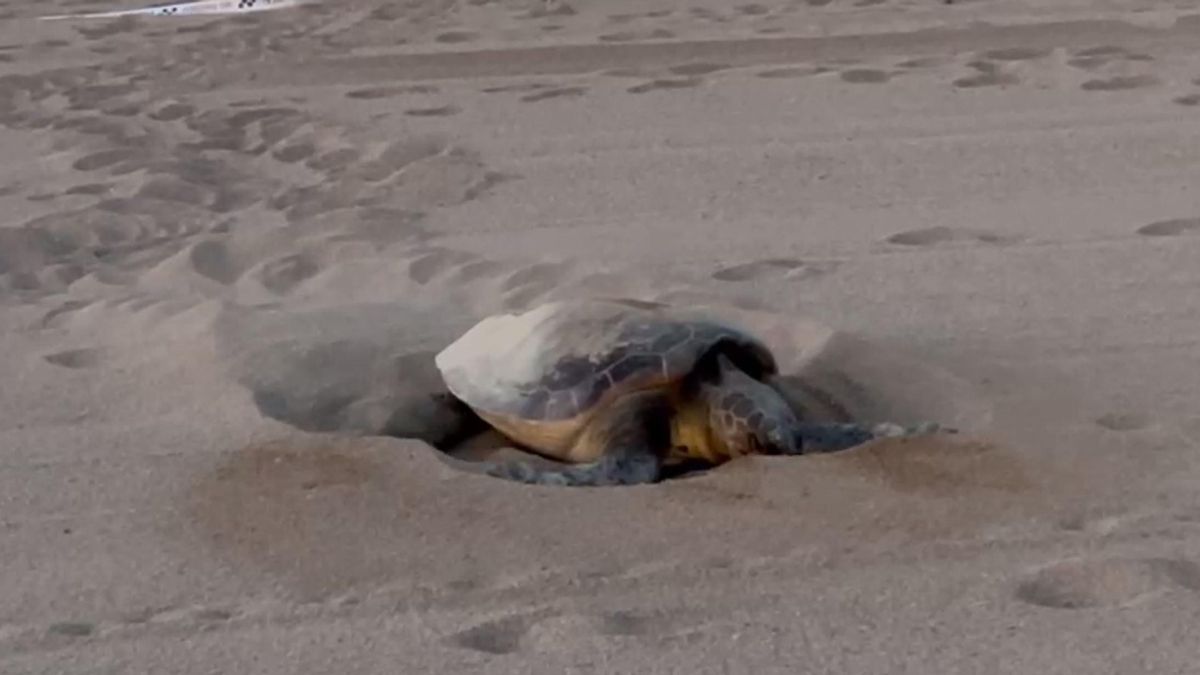 La tortuga caretta caretta que ha nidificat a Sant Feliu de Guíxols.