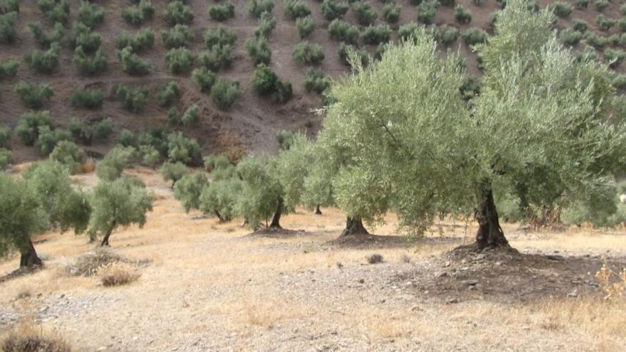 Asaja critica que el Gobierno no active ayudas extraordinarias al olivar y el viñedo