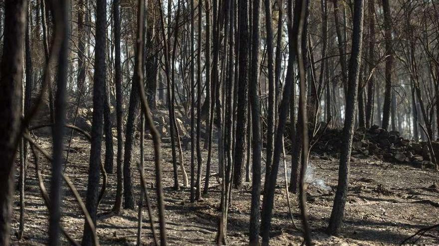 Los incendios persisten en la provincia  |  La lucha contra los incendios sigue en pleno mes de octubre con cinco incidencias activas ayer que suman 200 hectáreas quemadas. Al final de la jornada quedó extinguido el de Chandrexa de Queixa, que arrasó 70 hectáreas, y permanecían controlados los de Chaguazoso, en Vilariño de Conso y Río Caldo, en Lobios, con 65 y 20 ha, respectivamente. También en Río Caldo se declaró otro foco ayer, que seguía activo al cierre de la edición, con otras 20 hectáreas afectadas. En Lobás, O Carballiño, (en la imagen), los medios lograron estabilizar un fuego que supera las 20 ha.