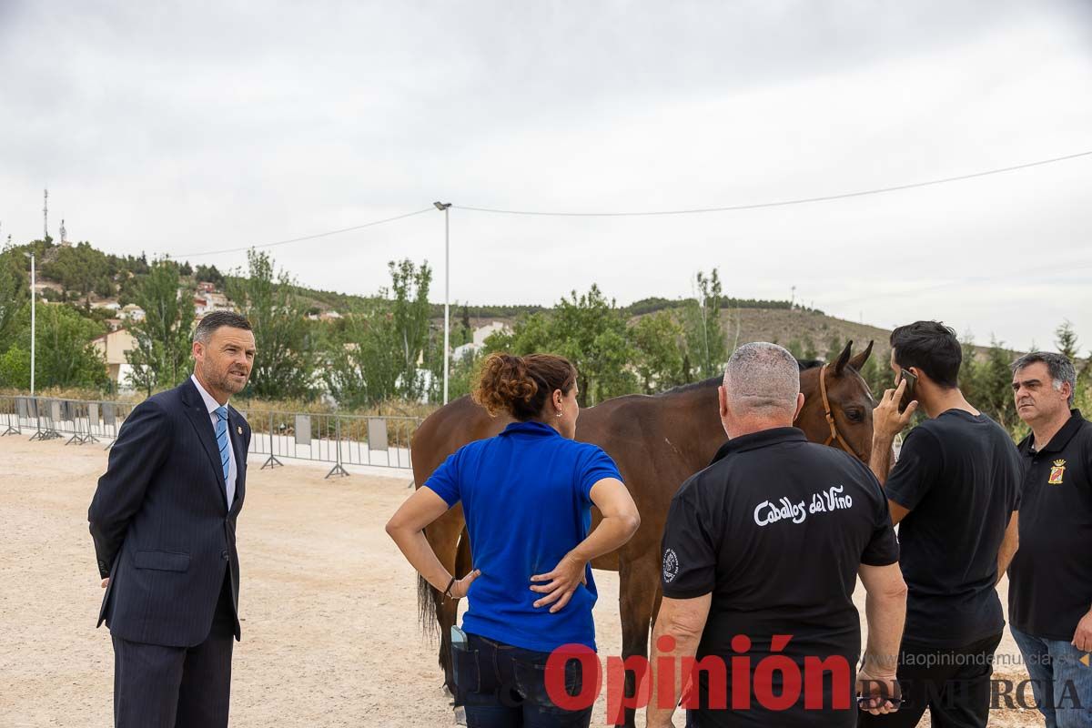 Control veterinario de los Caballos del Vino en Caravaca