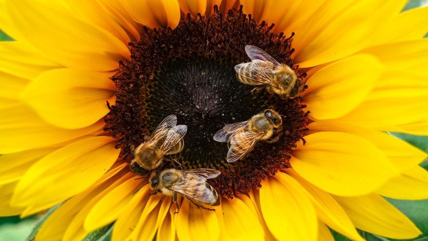 El preocupante impacto del cambio climático en las abejas que ya afecta a nuestros bolsillos
