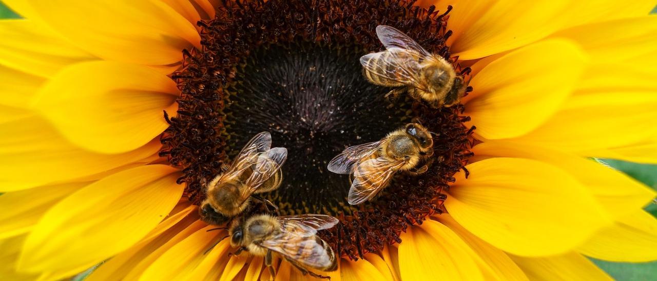 Varias abejas sobre un girasol.
