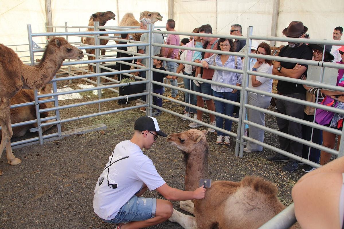 Feria de Ganado de Lanzarote en Uga 2026