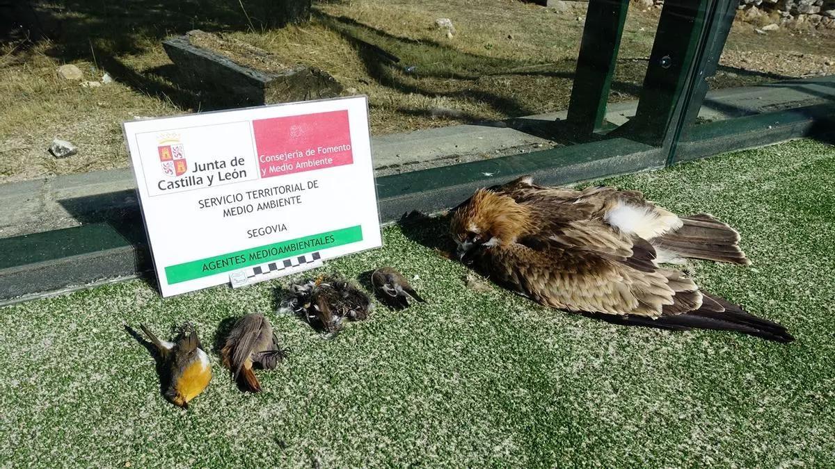 Aves muertas al estrellarse contra la cristalera de una pista de pádel en un pueblo de Segovia.